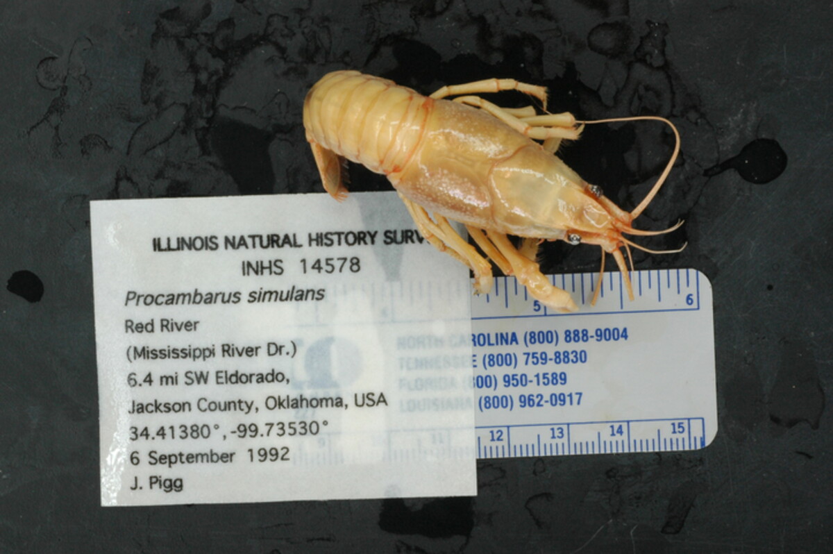 Procambarus simulans image